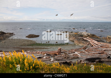 Blick vom Scenic Marine Drive, Strait Of Juan De Fuca, Washington State, Kanada, British Columbia, Victoria Stockfoto