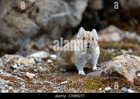 Amerikanische Pika (Ochotona Princeps), sitzt am Felsen, Kanada, Alberta Banff National Park Stockfoto