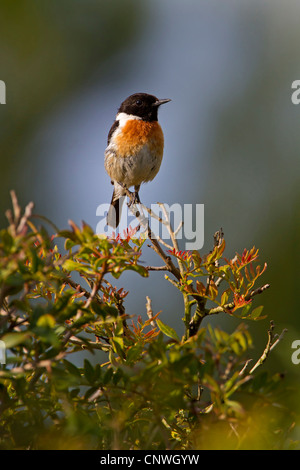 gemeinsamen Schwarzkehlchen (Saxicola Torquata), männliche sitzt auf einem Busch, Spanien, Balearen, Mallorca Stockfoto