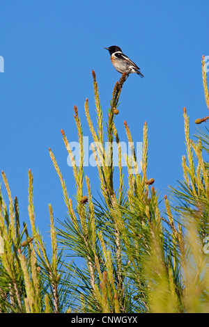 gemeinsamen Schwarzkehlchen (Saxicola Torquata), männliche sitzen auf einer Kiefer, Spanien, Balearen, Mallorca Stockfoto