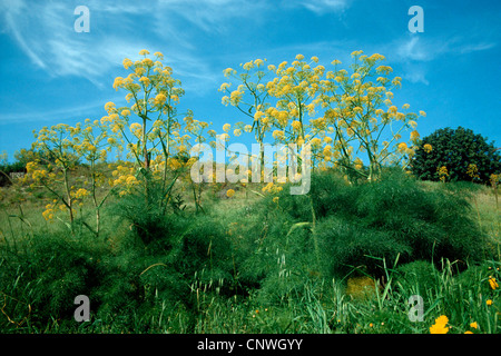 Afrikanische Ammoniacum (Ferula Communis), blühen, Zypern Stockfoto