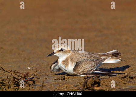 Seeregenpfeifer (Charadrius Alexandrinus), Zucht, Spanien, Balearen, Mallorca Stockfoto