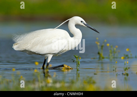 Seidenreiher (Egretta Garzetta), auf das Futter im flachen Wasser, Spanien, Balearen, Mallorca Stockfoto