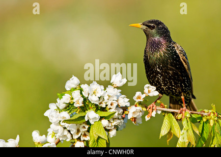 gemeinsamen Star (Sturnus Vulgaris), auf einem blühenden Kirschbäume Ast, Deutschland, Rheinland-Pfalz Stockfoto