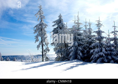 Winterlandschaft im Schwarzwald, Deutschland, Baden-Württemberg, Schwarzwald, Hornisgrinde Stockfoto