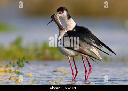 Stelzenläufer (Himantopus Himantopus), koppeln, Fütterung, Spanien, Balearen, Mallorca Stockfoto