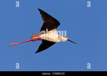 Stelzenläufer (Himantopus Himantopus), fliegen, Spanien, Balearen, Mallorca Stockfoto