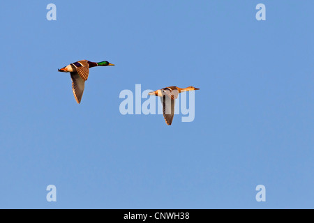 Stockente (Anas Platyrhynchos), zwei Personen fliegen, Spanien, Balearen, Mallorca Stockfoto