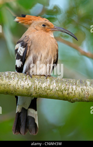 Wiedehopf (Upupa Epops), ruht auf Zweig, Spanien, Balearen, Mallorca Stockfoto