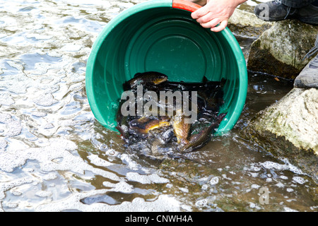 braune Forelle, Bachforelle, Bach Forelle (Salmo Trutta Fario), man gießt einige Fische aus einem Wassereimer in einem Fluss, Deutschland Stockfoto