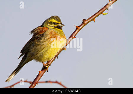 Zaunammer Bunting (Emberiza Cirlus), auf erhöhte Ast, Deutschland, Rheinland-Pfalz Stockfoto