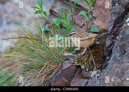 Rock Bunting (Emberiza cia), sitzt auf einem Felsen, Deutschland, Rheinland-Pfalz Stockfoto