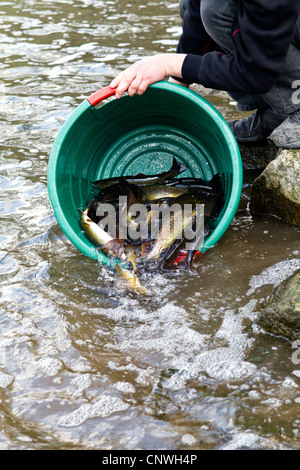 braune Forelle, Bachforelle, Bach Forelle (Salmo Trutta Fario), man gießt einige Fische aus einem Wassereimer in einem Fluss, Deutschland Stockfoto