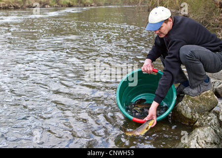 braune Forelle, Bachforelle, Bach Forelle (Salmo Trutta Fario), man gießt einige Fische aus einem Wassereimer in einem Fluss, Deutschland Stockfoto