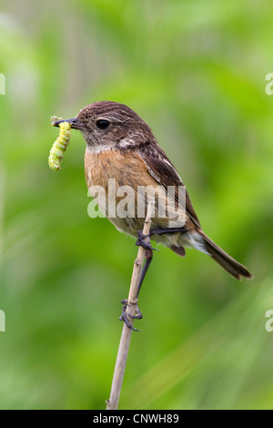 gemeinsamen Schwarzkehlchen (Saxicola Torquata), weibliche mit einer Raupe im Schnabel, Österreich, Burgenland Stockfoto