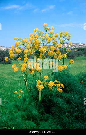 Afrikanische Ammoniacum (Ferula Communis), blühen Stockfoto