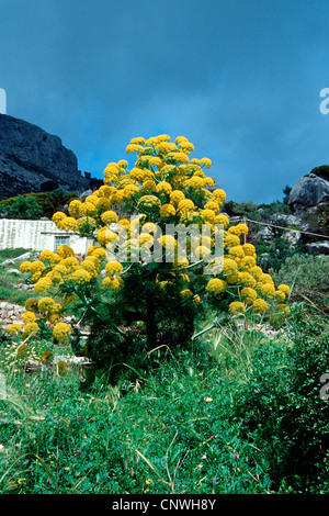 Afrikanische Ammoniacum (Ferula Communis), blühen Stockfoto