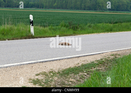 Rotfuchs (Vulpes Vulpes), Cub überfahren liegen auf Landstraße, Österreich, Burgenland, Neusiedler See-Nationalpark Stockfoto