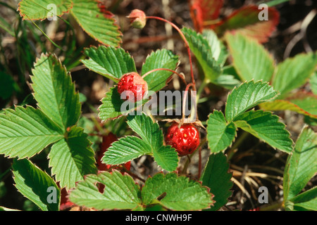 cremige Erdbeere, Erdbeere (Fragaria Viridis), mit Früchten Stockfoto