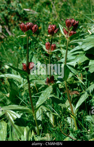 Pannonische Enzian, ungarischer Enzian, braune Enzian (Gentiana Pannonica), blühen Stockfoto