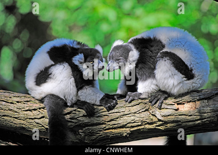 bunt, Lemur, Ruffed Lemur (Varecia Variegata), zwei Tiere zu Gesicht sitzt auf einem Ast, Madagaskar Stockfoto