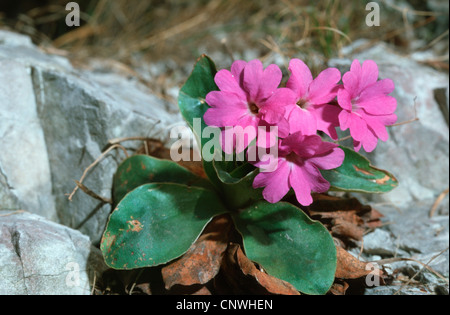 Primula Spectabilis (Primula Spectabilis), blühen, Deutschland Stockfoto