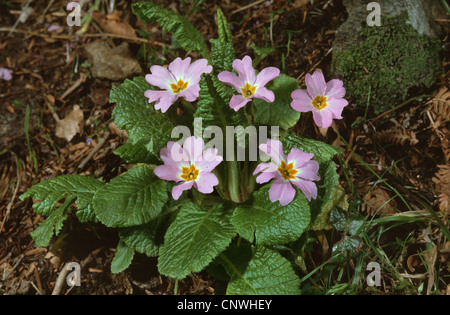 Sibthorp die Primel (Primula Vulgaris ssp. Sibthorpii, Primula Acaulis SSP. Sibthorpii), blühen, Griechenland, Euböa Stockfoto