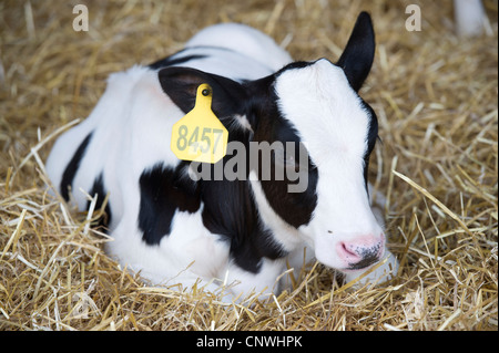 Milchkuh Verlegung in einem Bett aus Heu Stockfoto