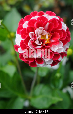 Rote und weiße Dahlie Stockfoto