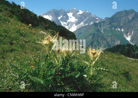 gelbe Distel (Cirsium Spinosissimum), blühen in einer Bergwiese, Deutschland Stockfoto