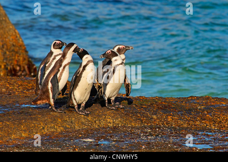 Gruppe auf einem küstennahen Felsen, Südafrika, Western Cape, Table Mountain National Park, Black-footed Pinguin (Spheniscus Demersus), afrikanische Pinguin, Jackass penguin Stockfoto