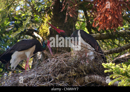 Schwarzstorch (Ciconia Nigra), zu zweit am Adlerhorst in einer alten Tanne, Oberbayern, Oberbayern, Bayern, Deutschland Stockfoto