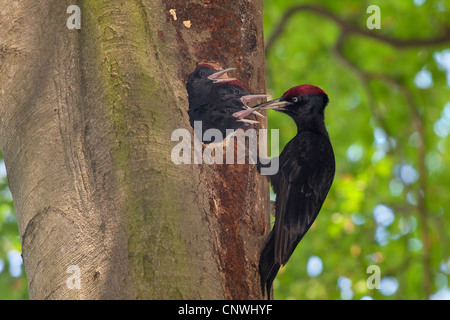 Schwarzspecht (Dryocopus Martius), männliche Fütterung drei bettelnden Jungvögel in eine alte Buche, Deutschland, Bayern, Isental Stockfoto