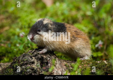 Norwegen-Lemming (Lemmus Lemmus), stehend auf faulenden Birke Stamm, Norwegen Stockfoto