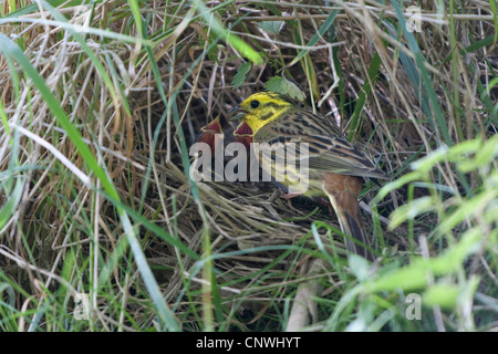 Goldammer (Emberiza Citrinella), männliche Fütterung Nachkommen im Boden Nest, Deutschland, Bayern Stockfoto