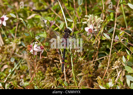 White-faced Darter, White-faced Libelle (Leucorrhinia Dubia), Männchen sitzen in blühende Sumpf Preiselbeere, Deutschland, Bayern, Kesselsee Stockfoto