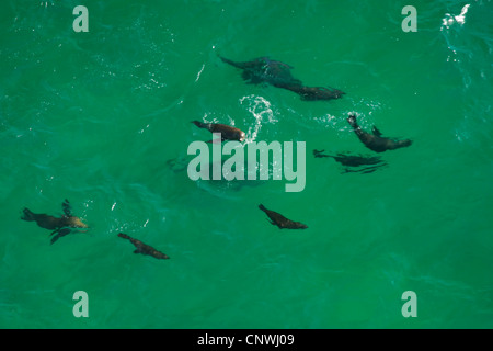 Südafrikanischer Seebär, Cape-Seebär (Arctocephalus percivali), Schwimmen in der Plettenberg Bay, Südafrika, Robberg Nature Reserve, Plettenberg Bay Stockfoto