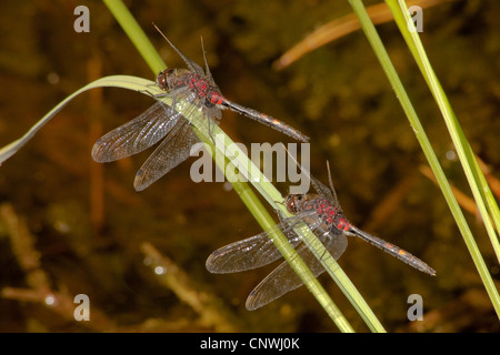 White-faced Darter, White-faced Libelle (Leucorrhinia Dubia), zwei Männer sitzen auf einem Grashalm Segge, Deutschland, Bayern, Kesselsee Stockfoto