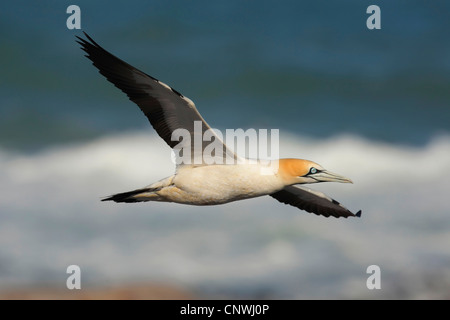 Cape Basstölpel (Morus Capensis), fliegen, Lamberts Bay, Western Cape, Südafrika und Bird Island-Westküste Stockfoto