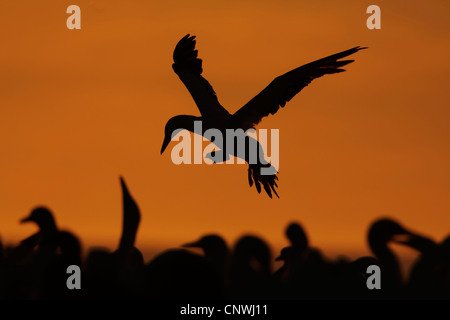 Cape Basstölpel (Morus Capensis), fliegen abends Leuchten, Südafrika, Western Cape Bird Island-Westküste, Lamberts Bay Stockfoto