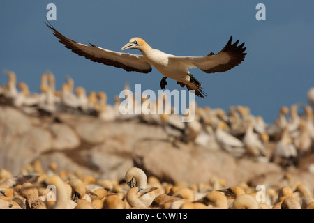 Cape Basstölpel (Morus Capensis), Landung in einer Kolonie Lamberts Bay, Western Cape, Südafrika und Bird Island-Westküste Stockfoto