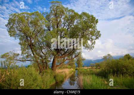 Silberweide (Salix Alba), in Moorlandschaft neben einem Bach, Deutschland, Bayern, Chiemsee Stockfoto