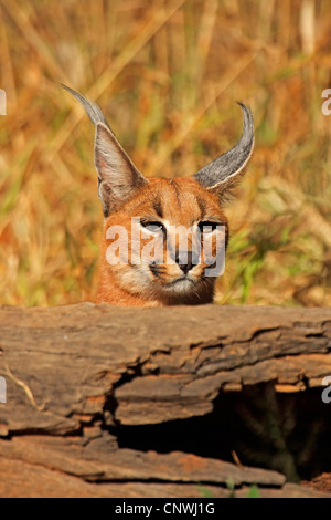 Karakal (Caracal Caracal, Felis Caracal), peering von hinten ein Protokoll, Südafrika Stockfoto