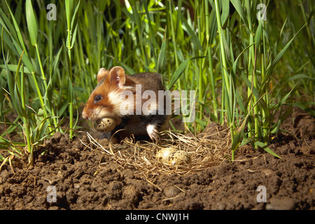 gemeinsamen Hamster, schwarzbäuchigen Hamster (Cricetus Cricetus), sitzen unter den Klingen von Getreide essen ein Ei aus dem Nest Wachtel, Deutschland Stockfoto