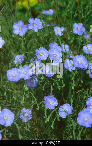 Asiatische Flachs (Linum Austriacum), blühen Stockfoto