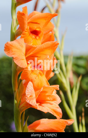 Orange-Gladiolen in voller Blüte Stockfoto