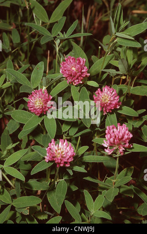 Berg Zick-Zack-Klee (Trifolium Alpestre), blühen, Deutschland Stockfoto