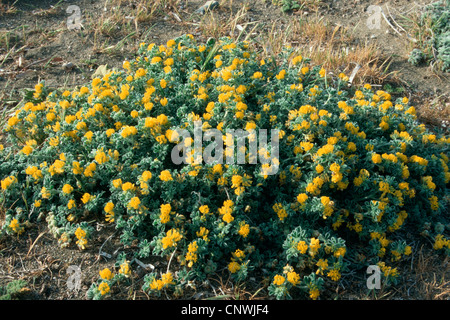 Meer Medick, Meer Burclover (Medicago Marina), blühen Stockfoto