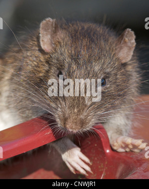 Ratte braune Ratte (Rattus Norvegicus) feinen Porträt der häufigsten Ratte Foundi n UK. Sie produzieren etwa vierzig junge pro Jahr und sind in der Lage, im Alter von elf Wochen zu züchten! Als Ungeziefer, die Sie Krankheit tragen und in der Nähe von Menschen leben. Stockfoto