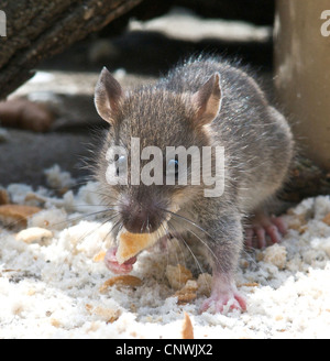 Ratte braune Ratte (Rattus Norvegicus) feinen Porträt der häufigsten Ratte Foundi n UK. Sie produzieren etwa vierzig junge pro Jahr und sind in der Lage, im Alter von elf Wochen zu züchten! Als Ungeziefer, die Sie Krankheit tragen und in der Nähe von Menschen leben. Stockfoto